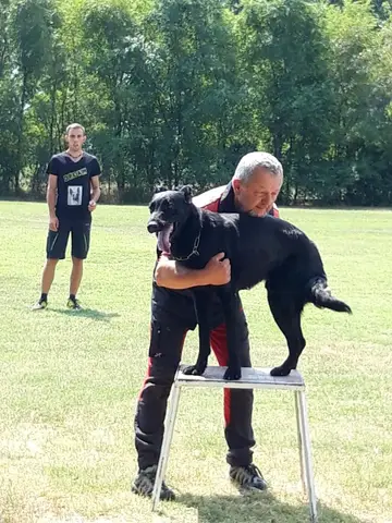 Tabăra de pregătire a câinilor de salvare - Jászberény 2019