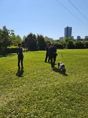 Stagiu pregătire câini de salvare CST 2023