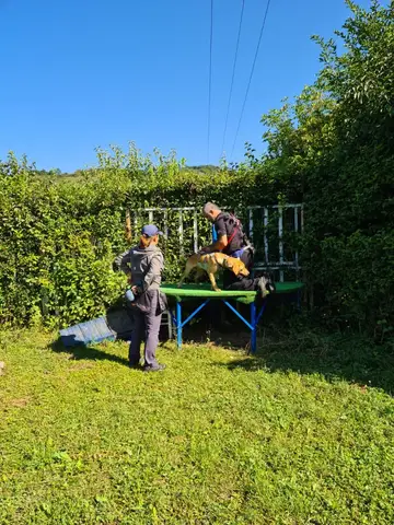 Stagiu pregătire câini de salvare CST 2023