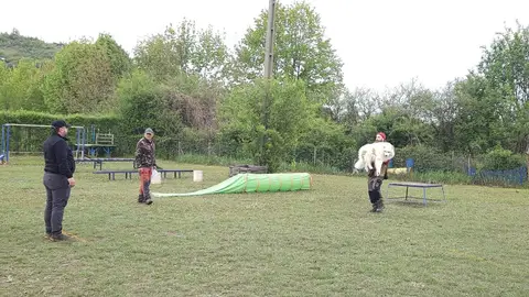 Examen pentru câini de salvare, AChR/FCI, Cluj-Napoca