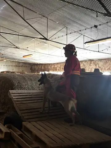 Tabăra internațională pentru câini de salvare Londonka