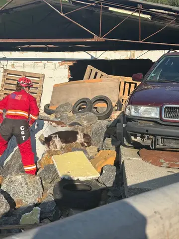 Tabăra internațională pentru câini de salvare Londonka