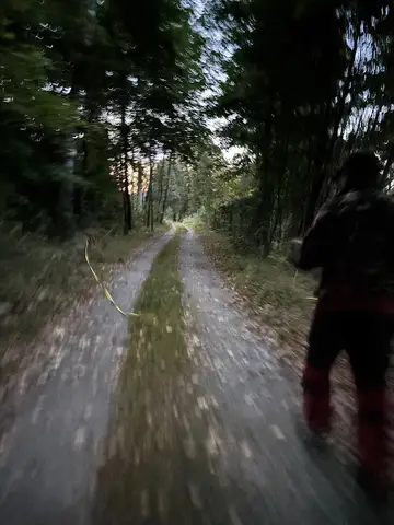 Tabăra internațională pentru câini de salvare Londonka