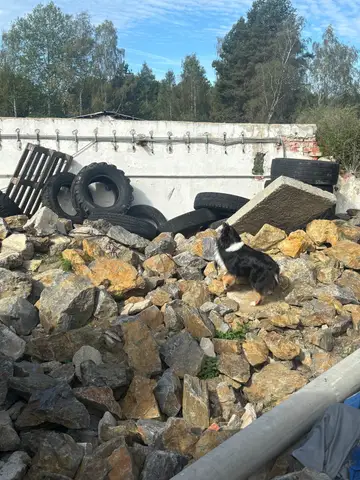 Tabăra internațională pentru câini de salvare Londonka