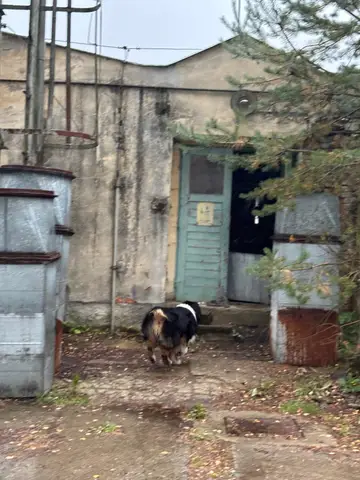 Tabăra internațională pentru câini de salvare Londonka