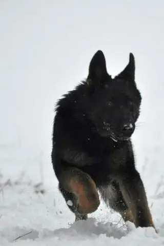 Our dogs