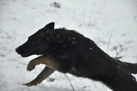 Our dogs