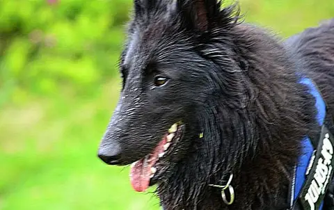 Our dogs