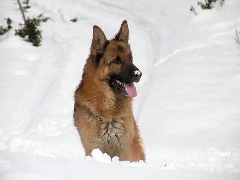 Our dogs