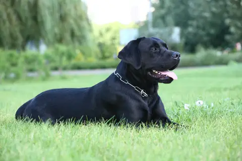 Mihai & Diesel