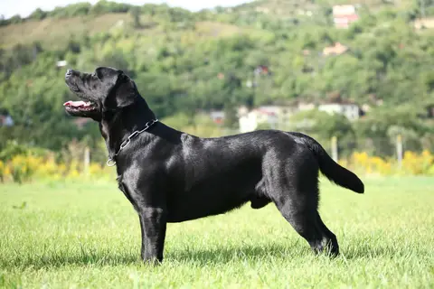 Mihai & Diesel