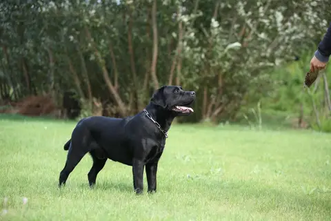 Mihai & Diesel