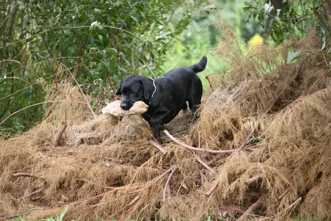 Mihai & Diesel