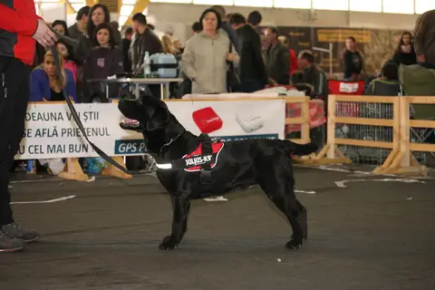 Mihai & Diesel