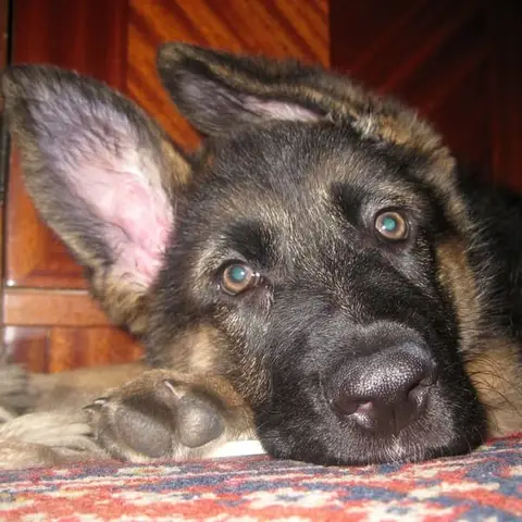 Ralu & Maya