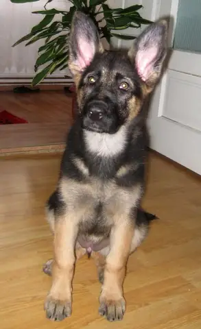 Ralu & Maya