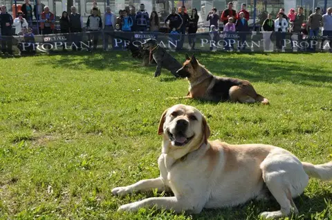 In memoriam Morris
