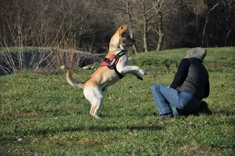 In memoriam Morris