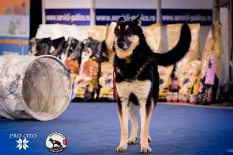 In memoriam Modjo