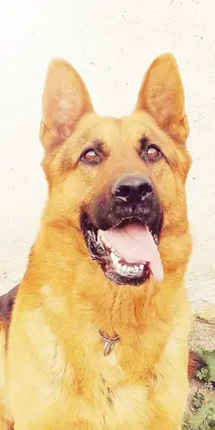 In memoriam Rocky 2014-2025