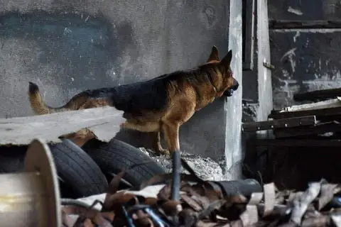 In memoriam Rocky 2014-2025