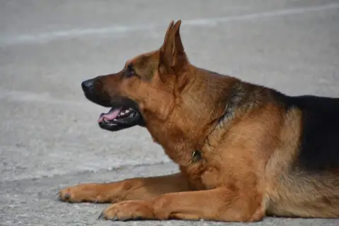 In memoriam Rocky 2014-2025
