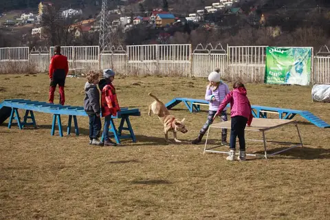 Search and Rescue Dogs for Mădălina