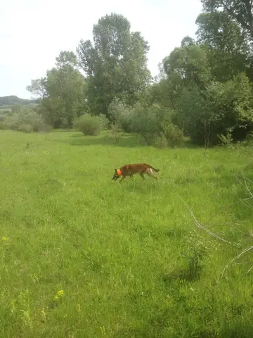 Misiune Petreni (Jud. Hunedoara) - 7 Mai 2017