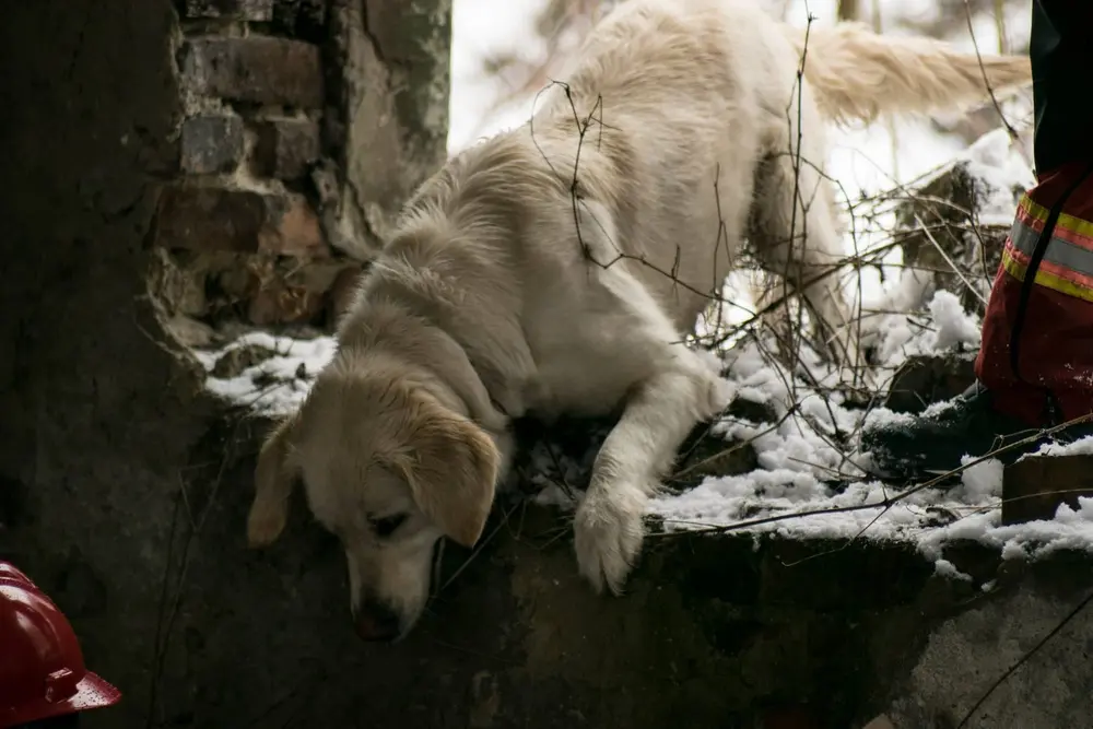 photo: dog + volunteer